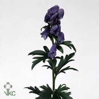 Freshy Aconitum Car Arendsii