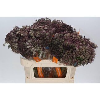 Freshy Daucus Carota 'dara