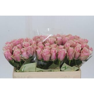 Freshy Rosa Athena Royale