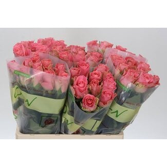 Freshy Rosa Hermosa