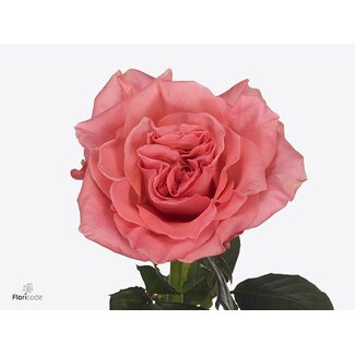 Freshy Rosa Blushing Reeva