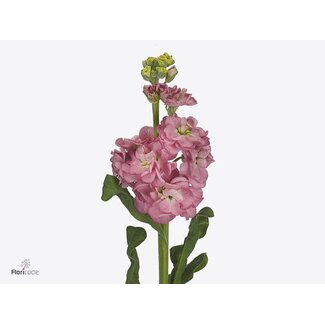 Freshy Violier Stox Rose Pink