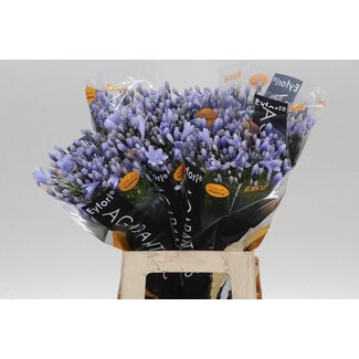 Freshy Agapanthus Eyfori Ligh Blu Eijco