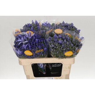 Freshy Agapanthus Atlantic Ocean Eijco