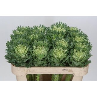 Freshy Brassica Crane Fea Snow