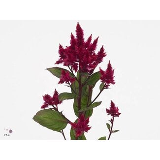 Freshy Celosia Celway Red