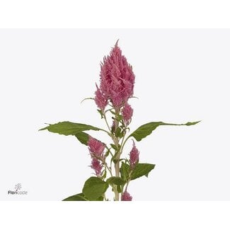 Freshy Celosia P Sunday Bright Pink