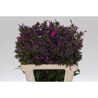 Freshy Phlox P Miss Molly