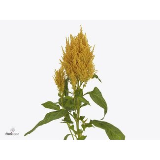 Freshy Celosia P Sunday Gold