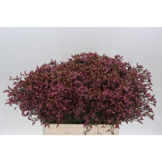 Freshy Limonium Sin Senecio Pink Beauty