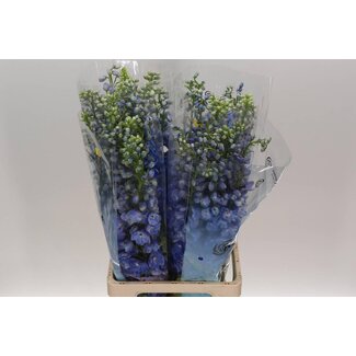 Freshy Delphinium El Guard Blue