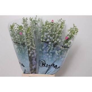 Freshy Delphinium El Mag Fountains Skyblue Whitebee
