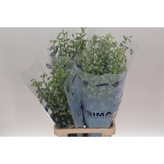 Freshy Delphinium El Candle Blue Shades
