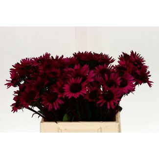 Freshy Echinacea Fatal Attraction