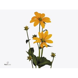 Freshy Rudbeckia Nitida