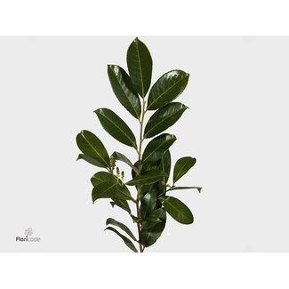 Freshy Prunus Laurocerasus