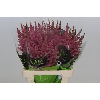 Freshy Astilbe C Vi Pink