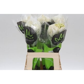 Freshy Agapanthus Gletsjer