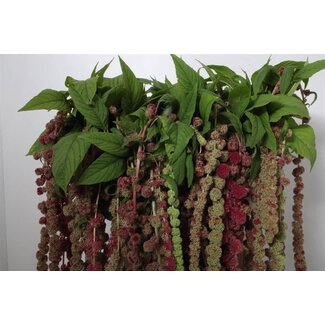 Freshy Amaranthus Caud Mira