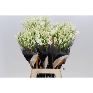 Freshy Agapanthus Bianca Perla Eijco