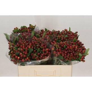 Freshy Hypericum Mag Seasons