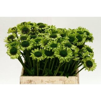 Freshy Echinacea Green Jewel