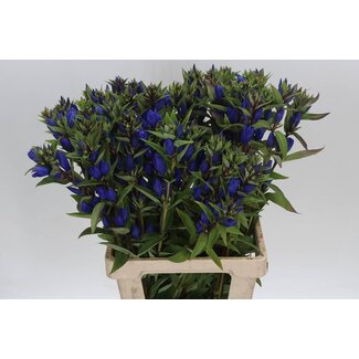 Freshy Gentiana Just Blue