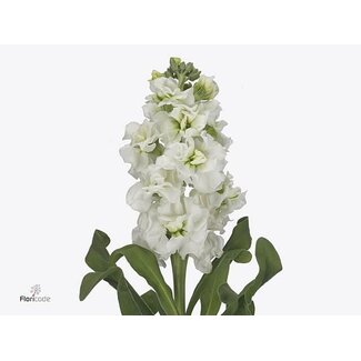 Freshy Violier Iron White