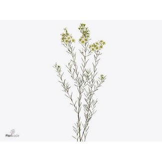 Freshy Chamelaucium Un D Queen White