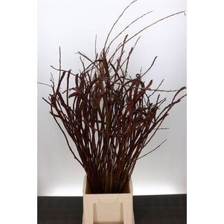 Freshy Salix Sekka Bandwilg