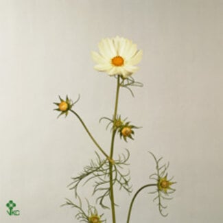 Freshy Cosmos Bipinnatus Paars Bio