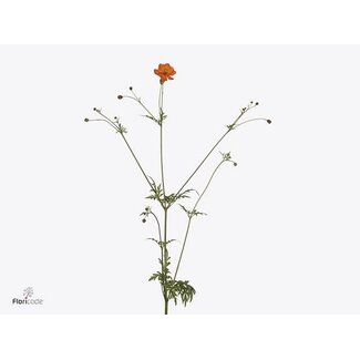 Freshy Cosmos S Orange Flame Bio