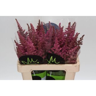 Freshy Astilbe C Vi Pink