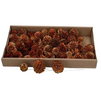 4A Gladrum Pics en pomme de pin | Couleur : Marron | Décoration automnale naturelle | Par 50 pics