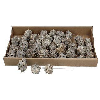 4A Spidergum Knobs Pic floral | Couleur : Blanc naturel | Décoration séchée | Par 35 pics