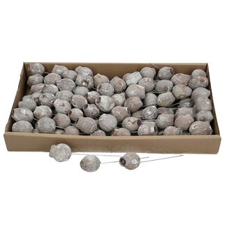 4A Bell Gums Pique | Couleur : Gris | Décoration sèche | Par 100 piques