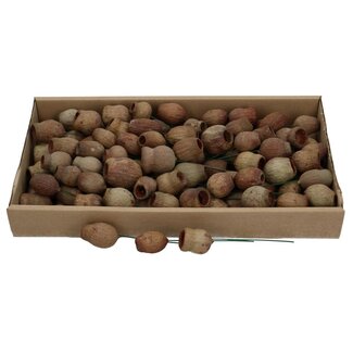 4A Bell Gums Stecker | Farbe: Braun | Trockendekoration | Pro 100 Stecker