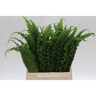 Freshy Asplenium Nid Multilobum