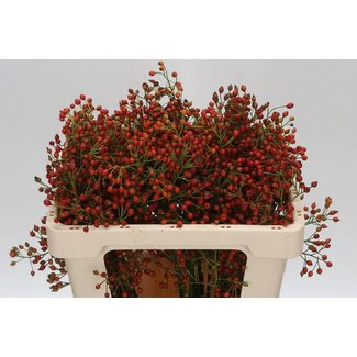 Freshy Rosa Fair Jewel Red