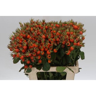 Freshy Rosa Pumpkin Orange