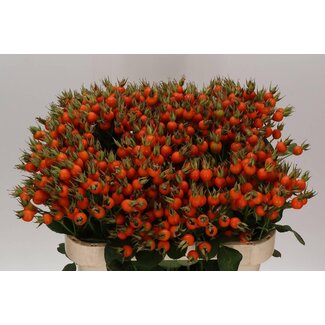Freshy Rosa Pumpkin Orange