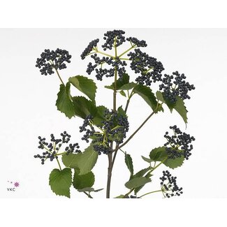 Freshy Viburnum Blueberry Hill