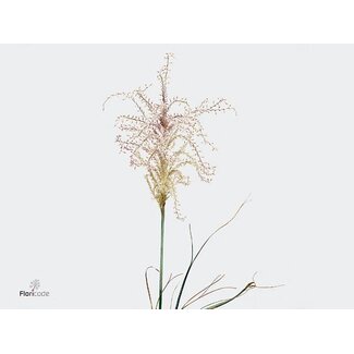 Freshy Miscanthus Rotfeder Bio