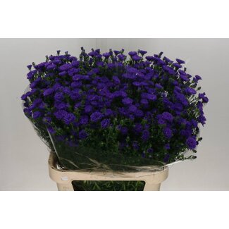 Freshy Aster Cecilia