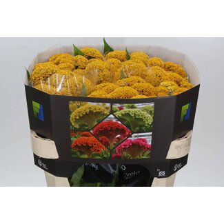 Freshy Celosia C Reprise Gold