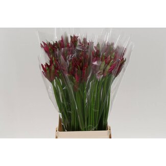 Freshy Nerine Co Mr John