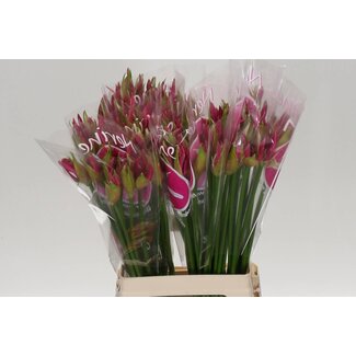 Freshy Nerine Bo Ras Van Roon