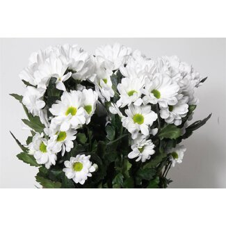 Freshy Chrysant T Ilonka