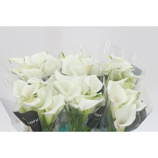 Freshy Zantedeschia Crystal Blush