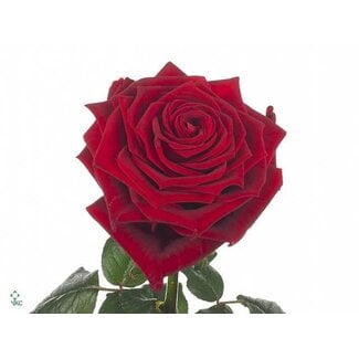 Freshy Rosa Red Naomi Drift